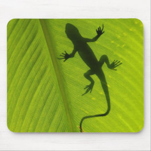 GeckoSilhouette Musmatta