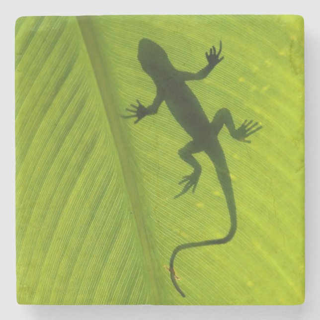 GeckoSilhouette Underlägg Sten (Framsidan)