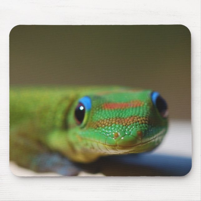Geckovän Musmatta (Framsidan)