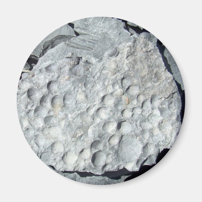 Geer Road Fossils Magnet (Framsidan)