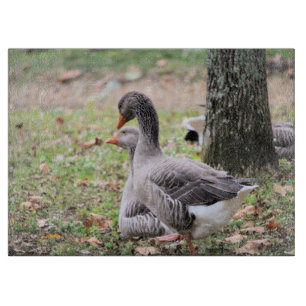Geese