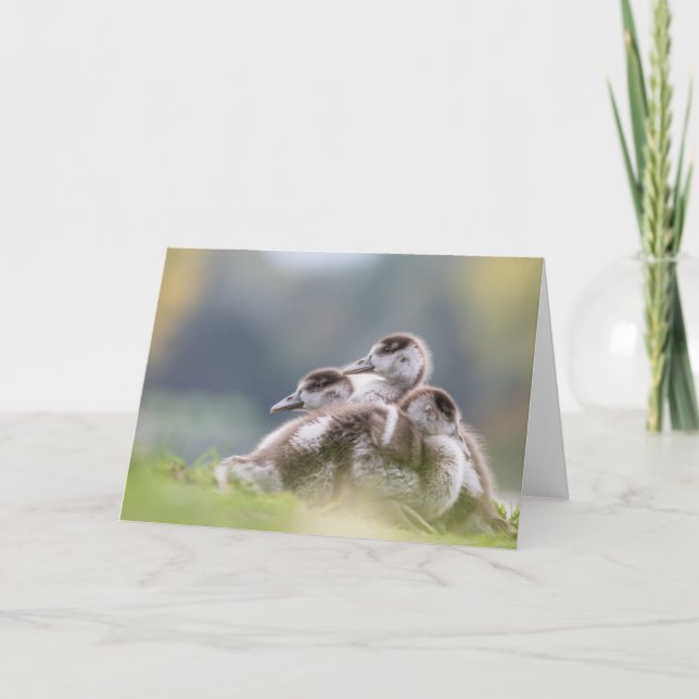 Geese Chicks Nature Photo Kort (Framsida)
