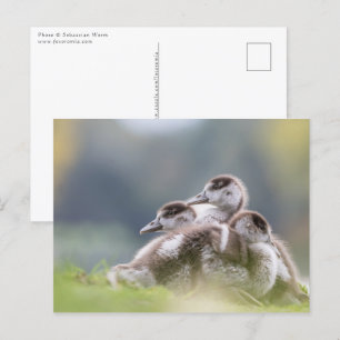 Geese Chicks Nature Photo Vykort
