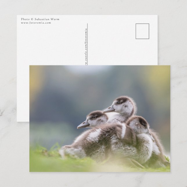 Geese Chicks Nature Photo Vykort (Fram/baksida)