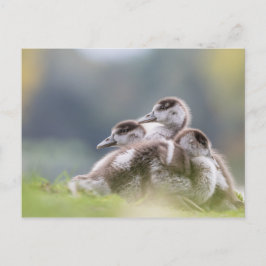 Geese Chicks Nature Photo Vykort