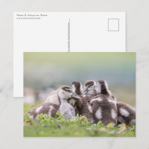 Geese Chicks Nature Photo Vykort