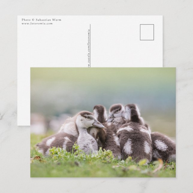 Geese Chicks Nature Photo Vykort (Fram/baksida)