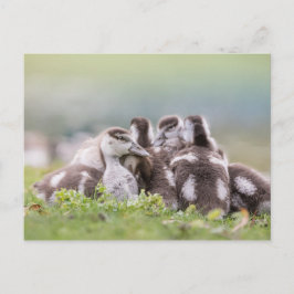 Geese Chicks Nature Photo Vykort