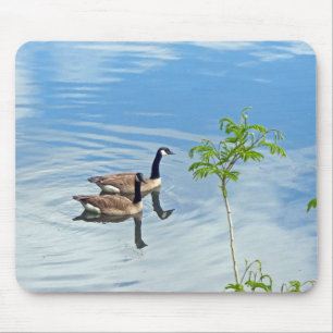 Geese Enjoying a Simma Musmatta