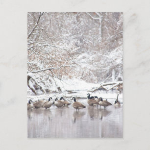 Geese i Snö Vykort