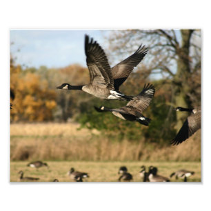Geese in Autumn Flight Fototryck