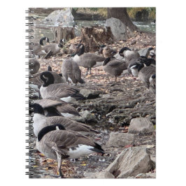 Geese in the Park Notebook Anteckningsbok