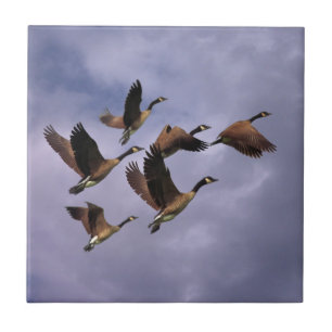 GEESE KAKELPLATTA