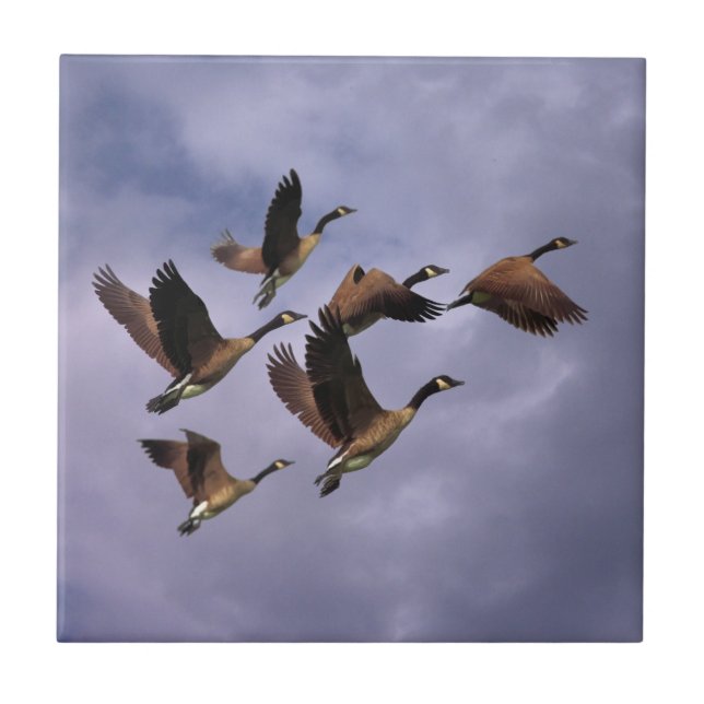 GEESE  KAKELPLATTA (Framsidan)