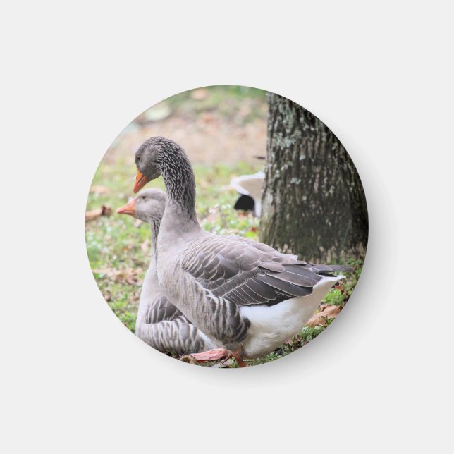 Geese Magnet (Framsidan)