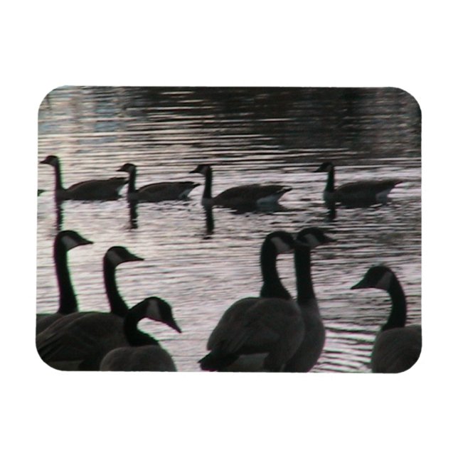 Geese magnet (Horisontell)