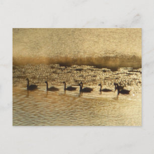 Geese on Golden Pond Vykort