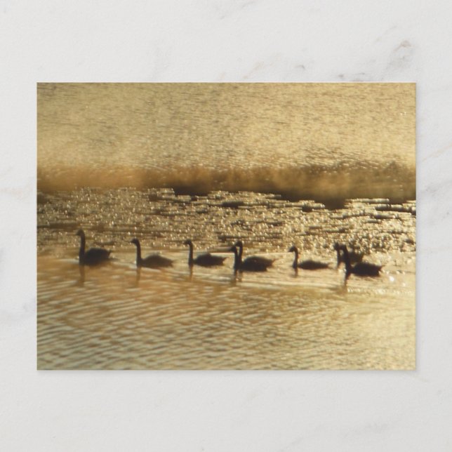 Geese on Golden Pond Vykort (Framsida)