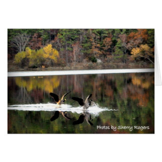 ~Geese på Clayton Lake~ Hälsningskort