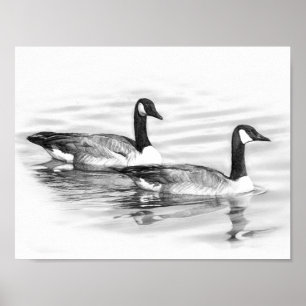 Geese på Vatten Poster