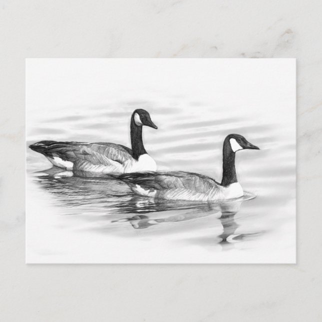 Geese på Vatten Vykort (Framsida)