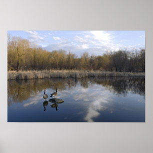 Geese Perch i Park i Väster Saint Paul Poster