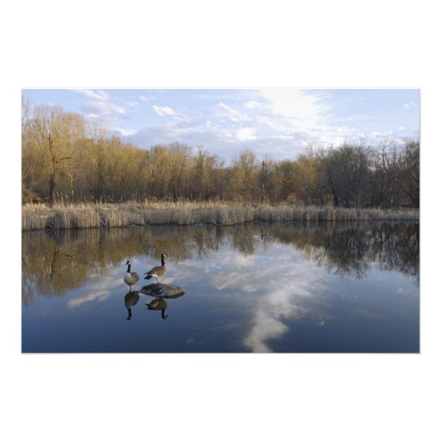 Geese Perch på Pond Fototryck (Framsidan)