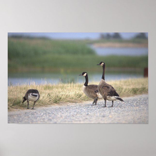 Geese Photo Poster (Framsidan)
