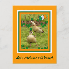 Geese utför en liten irländsk dans vykort