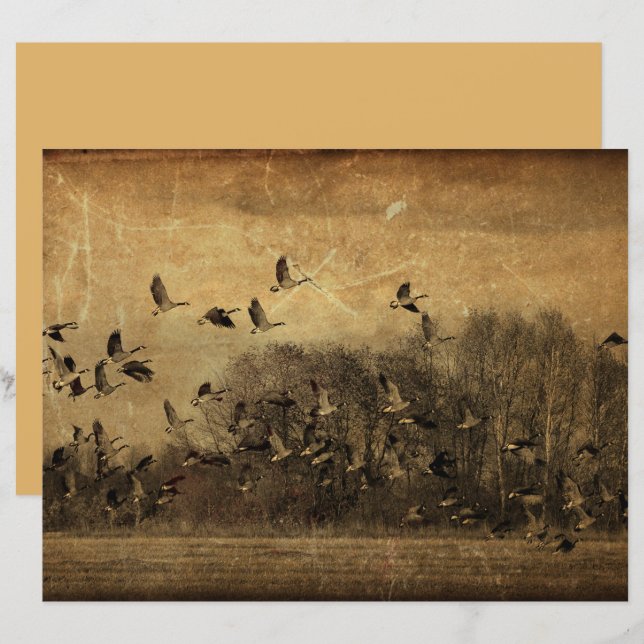 Geese Vintage Antique Sepia Wildlife Struktur (Fram/baksida)