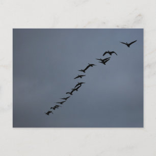 Geese Vykort