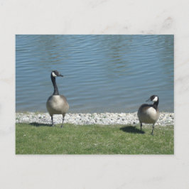 Geese Vykort