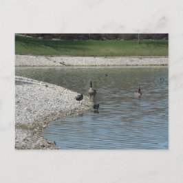 Geese Vykort