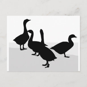 Geese Vykort