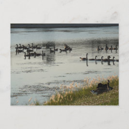 Geese Vykort