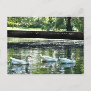 Geese Vykort