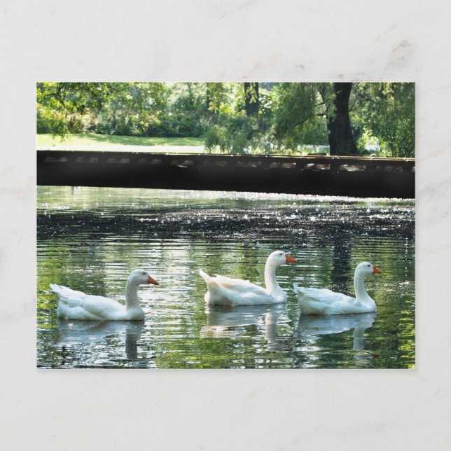 Geese Vykort (Framsida)