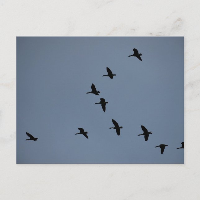 Geese Vykort (Framsida)