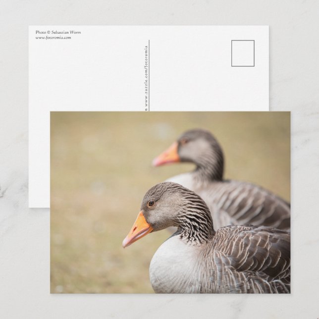 Geese Wildlife Photo Vykort (Fram/baksida)