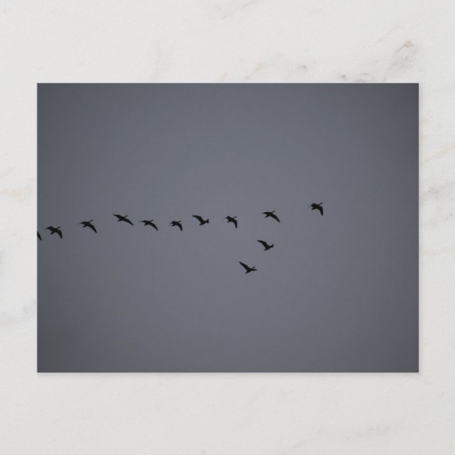 Geese's  vykort (Framsida)