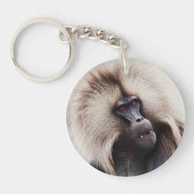 Gelada Baboon, Etiopien (Framsidan)