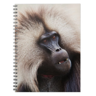 Gelada Baboon, Etiopien Anteckningsbok