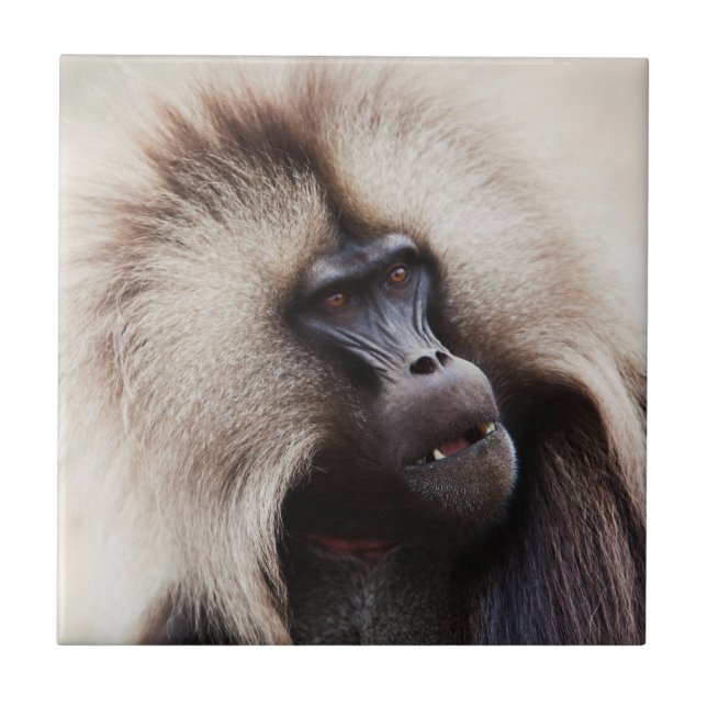 Gelada Baboon, Etiopien Kakelplatta (Framsidan)