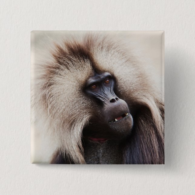 Gelada Baboon, Etiopien Knapp (Framsida)