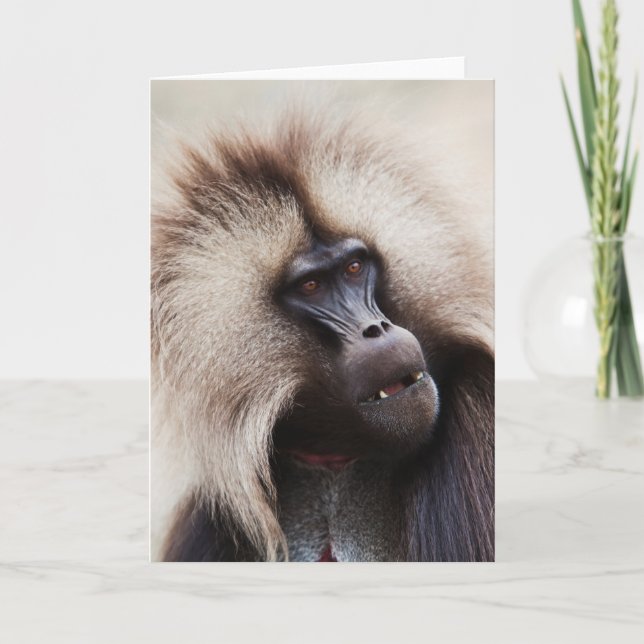 Gelada Baboon, Etiopien Kort (Framsida)