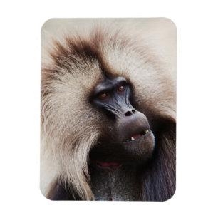Gelada Baboon, Etiopien Magnet