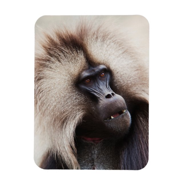 Gelada Baboon, Etiopien Magnet (Vertikal)