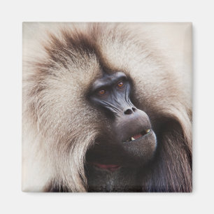 Gelada Baboon, Etiopien Magnet