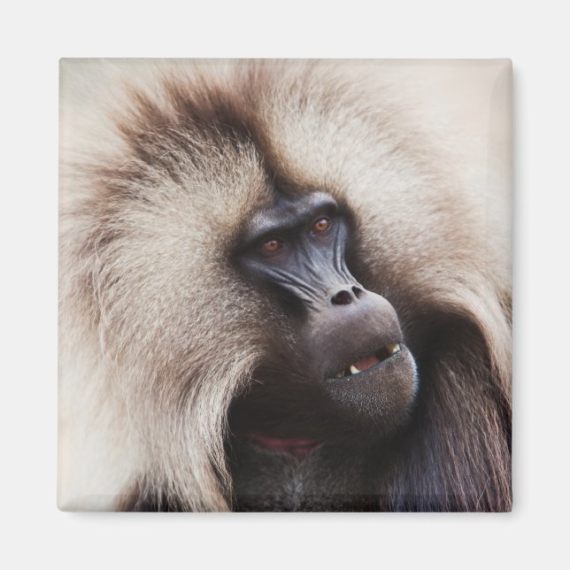 Gelada Baboon, Etiopien Magnet (Framsidan)