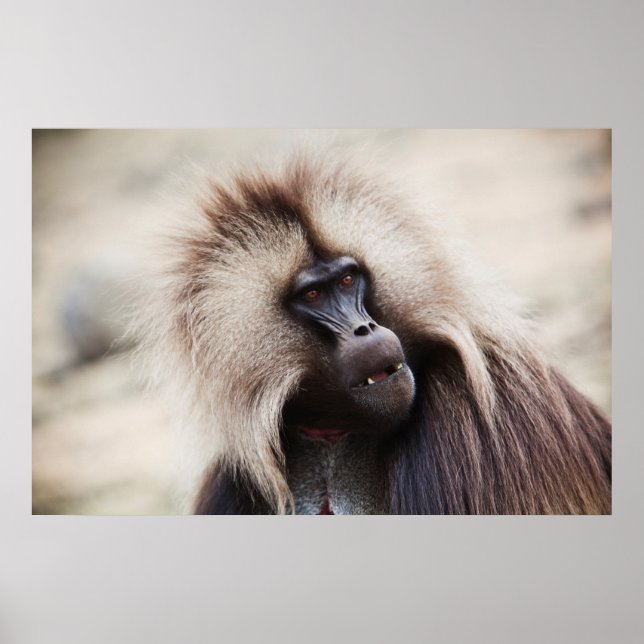 Gelada Baboon, Etiopien Poster (Framsidan)